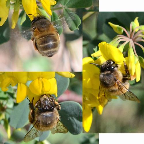 Anthophora plumipes